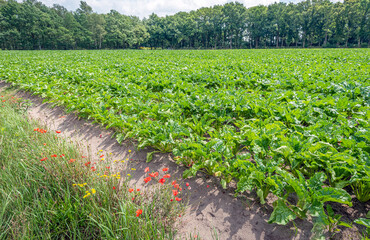 Poppies and other flowering wild plants along a field