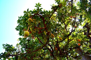 baoba tree