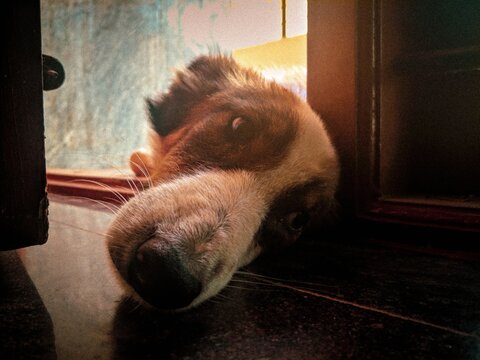 An adorable dog is bored and staring through a door.