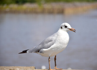 Fototapeta premium Seagull portrait against sea shore. Close up view of bird seagull sitting on the edge of the bridge at Bangpu Recreation Center, Samut Prakan, Thailand
