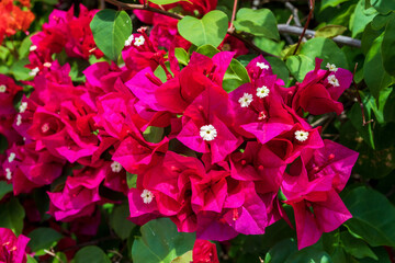 Exotic Bougainvillea flower blooming in the garden, Ethiopia