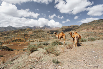 Fototapeta na wymiar Cute wild camels in Simien mountain, Tigray region countryside near Mekelle, Northern Ethiopia.