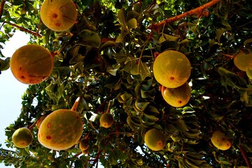Baobab fruits