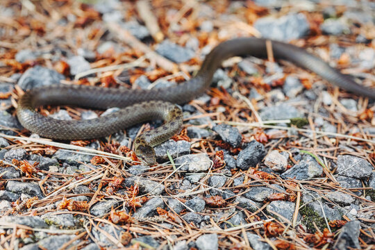 Non venomous Smooth snake, Coronella austriaca crawling on the ground, Czech Republic, Europe wildlife