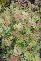 SORBARIA sorbifolia 'Sem' 