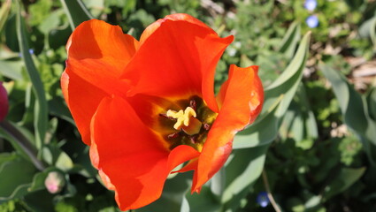 red and yellow tulip