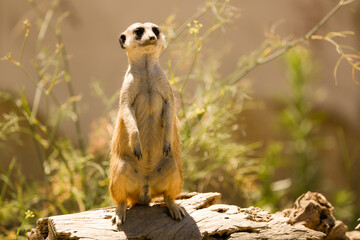 Suricate sur 2 pattes