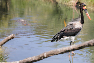 Oiseau et crocodile qui attaque en arrière plan
