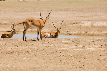 groupe d'antilopes à coté d'un point d'eau