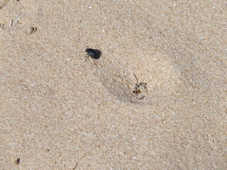 Sandkäfer an einem Strand in Portugal
