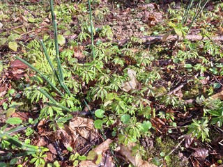 green leaves in the forest