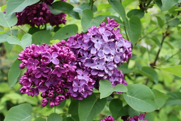 Lilas