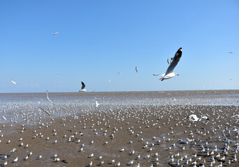 The seagulls on air above the sea water surface view horizon at Bangpu Recreation Center, Samutprakan, Thailand