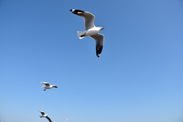 The seagulls on air above the sea water surface view horizon at Bangpu Recreation Center, Samutprakan, Thailand