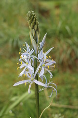 Camassia