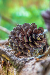 Pine cone closeup on the tree - 363815822