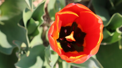 red and yellow tulip