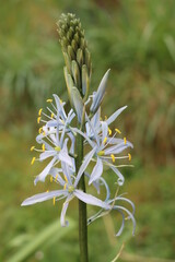 Camassia