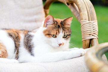 Relaxing white ginger cat laying on chair in garden outside on hot summer days. Garden landscape with chair table in nature. Rest in park cafe. Backyard exterior. Cat portret