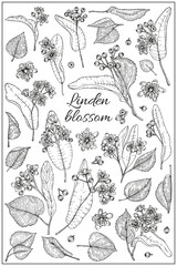 Linden branches flowers and leaves herbal set. Hand drawn style. Retro vintage graphic design. Detailed botanical vector sketch for tea, organic cosmetic, medicine, aromatherapy.