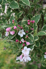 Weigelia florida 'Variegata'