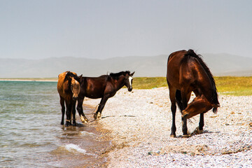 Horses around Song Kol, Kyrgyzstan, Central Asia - obrazy, fototapety, plakaty