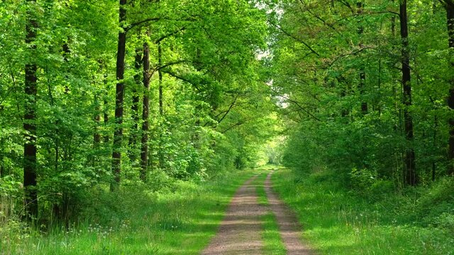 Footpath through Forest during a springtime day with fresh green foliage in Flevoland