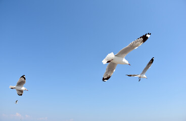 The seagulls on air above the sea water surface view horizon at Samutprakan, Thailand