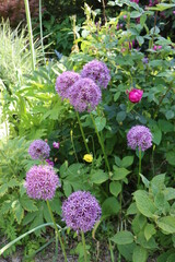 Allium