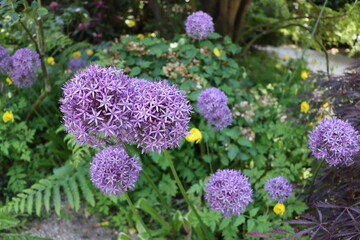Allium