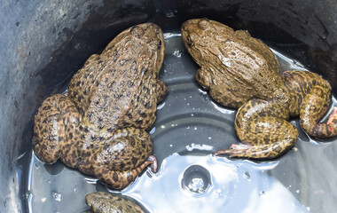 frog