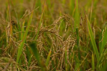 Yogyakarta, Indonesian Agricultural landscape with green fields.