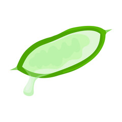 Aloe vera vector icon.Cartoon vector icon isolated on white background aloe vera.
