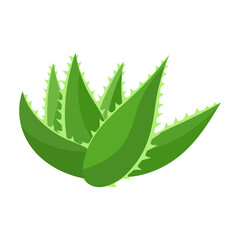 Aloe vera vector icon.Cartoon vector icon isolated on white background aloe vera.
