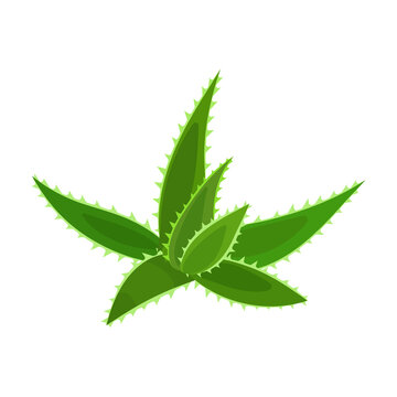 Aloe vera vector icon.Cartoon vector icon isolated on white background aloe vera.