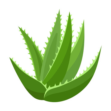 Aloe vera vector icon.Cartoon vector icon isolated on white background aloe vera.