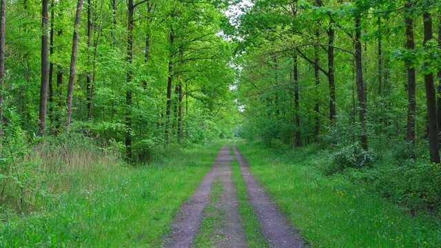 Footpath through Forest during a springtime day with fresh green foliage in Flevoland