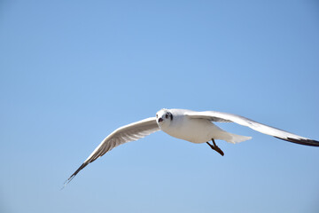 The seagulls on air above the sea water surface view horizon at Samutprakan, Thailand