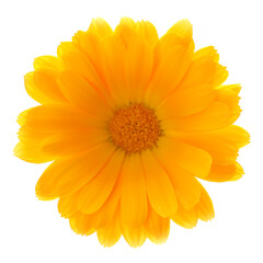 Calendula flower head top view or flat lay closed up isolated on wite