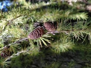 pine cones and pine needles
