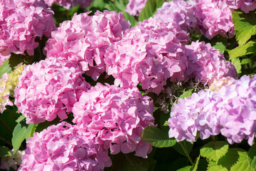 Flower of Hydrangea macrophylla. Pink hydrangea flowers and leaves. Close-up.

