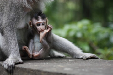 Small monkey Feeling Safe with mother 