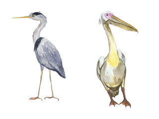 Heron and pelican bird isolated on white background. Watercolor hand drawing illustration of wild birds. Grey heron and Pelecanus rufescens.