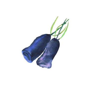 Honeysuckle blue berry isolated on white background. Watercolor hand drawing illustration. Loncera edulis or honeyberry. Perfect for card, poster, cover, decoration summer food.