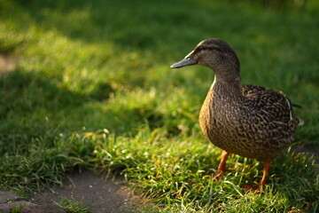 Shine Bright , Beautiful duck among the golden sun rays of the morning 