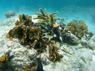 Naklejka na ściany i meble Beautiful colorful coral in the turquoise Caribbean Ocean of Bonaire