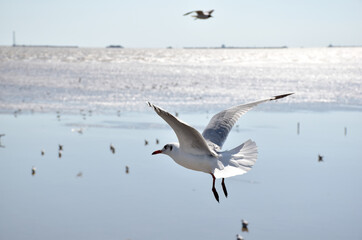 The seagulls on air above the sea water surface view horizon at Bangpu Recreation Center, Samutprakan, Thailand