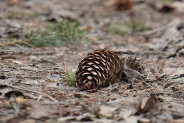 close up of a pine cone