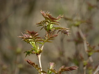 the stem of a plant with green gray leaves on it