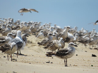 flock of seagulls on beach